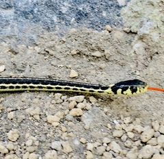 Thamnophis pulchrilatus