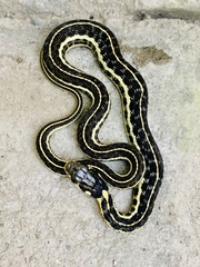 Thamnophis pulchrilatus