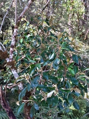 Olearia avicenniifolia