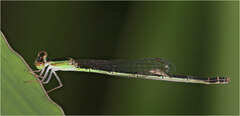 Agriocnemis