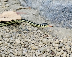 Thamnophis pulchrilatus