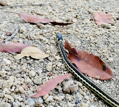 Thamnophis pulchrilatus