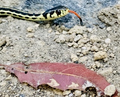 Thamnophis pulchrilatus