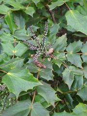 Berberis bealei