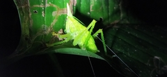 Copiphora rhinoceros