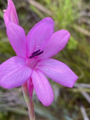 Watsonia knysnana