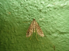 Aulacodes