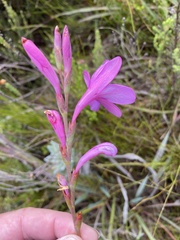 Watsonia knysnana