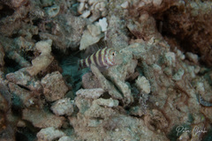 Amblyeleotris wheeleri