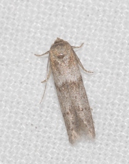 Blastobasis phycidella