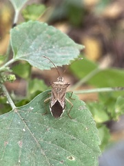 Gonocerini
