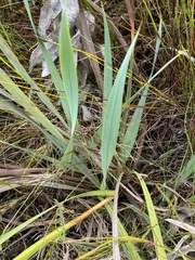 Watsonia knysnana