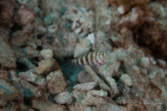 Amblyeleotris wheeleri