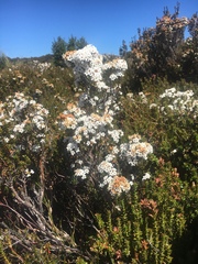 Epacris serpyllifolia