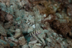 Amblyeleotris wheeleri