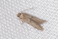 Blastobasis phycidella