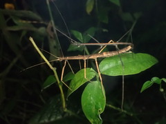 Ocnophiloidea regularis