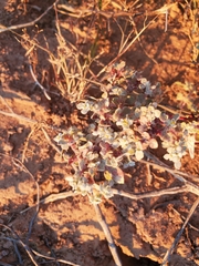 Tidestromia lanuginosa