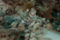 Amblyeleotris wheeleri