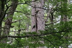 Enicognathus ferrugineus