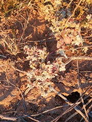 Tidestromia lanuginosa