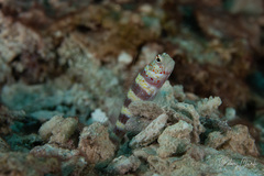 Amblyeleotris wheeleri