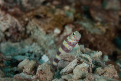 Amblyeleotris wheeleri