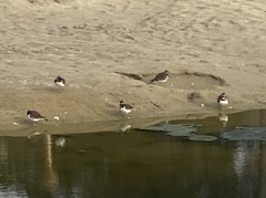 Charadrius vociferus