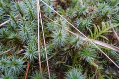 Polytrichum juniperinum