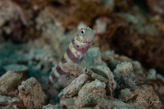 Amblyeleotris wheeleri