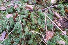 Polytrichum juniperinum