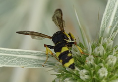 Cerceris rybyensis