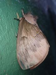 Pseudodirphia eumedide