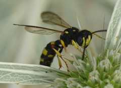 Cerceris rybyensis