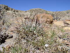 Echinofossulocactus heteracanthus