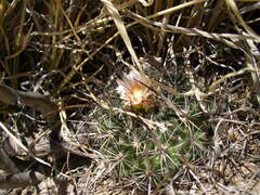 Echinofossulocactus heteracanthus