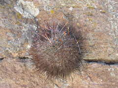Echinofossulocactus heteracanthus