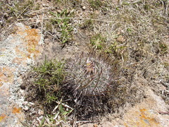Echinofossulocactus heteracanthus