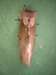 Pseudodirphia eumedide