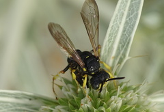 Cerceris rybyensis