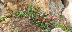 Calandrinia caespitosa