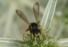 Cerceris rybyensis