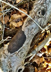 Biscogniauxia nummularia