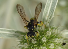 Cerceris rybyensis