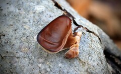 Auricularia angiospermarum