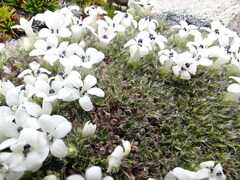 Veronica pulvinaris