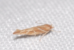 Pyroderces argyrogrammos