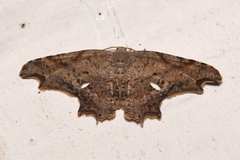 Epipleminae