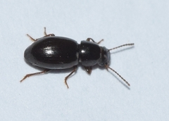 Ectromopsis mendizabali