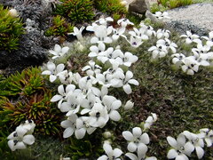 Veronica pulvinaris